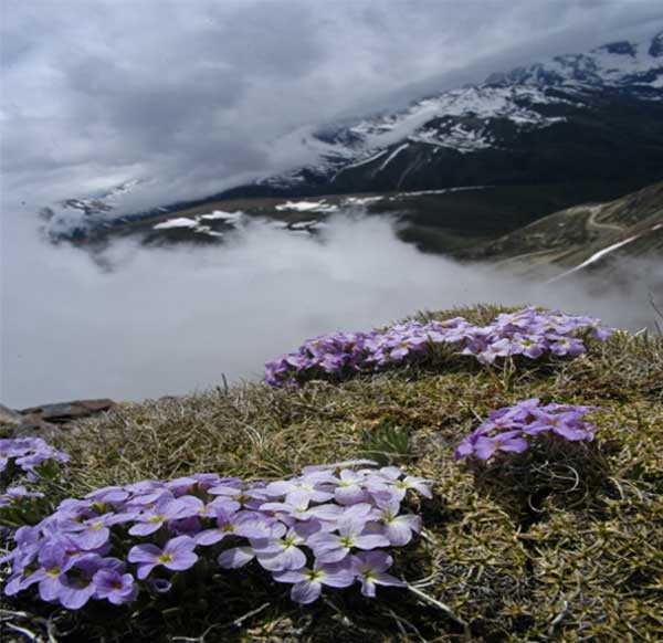線葉叢菔.jpg